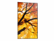 Sharp MultiSync M502 Digital Signage Flachbildschirm 127 cm (50") LCD 550 cd/qm 4K Ultra HD Schwarz 24/7